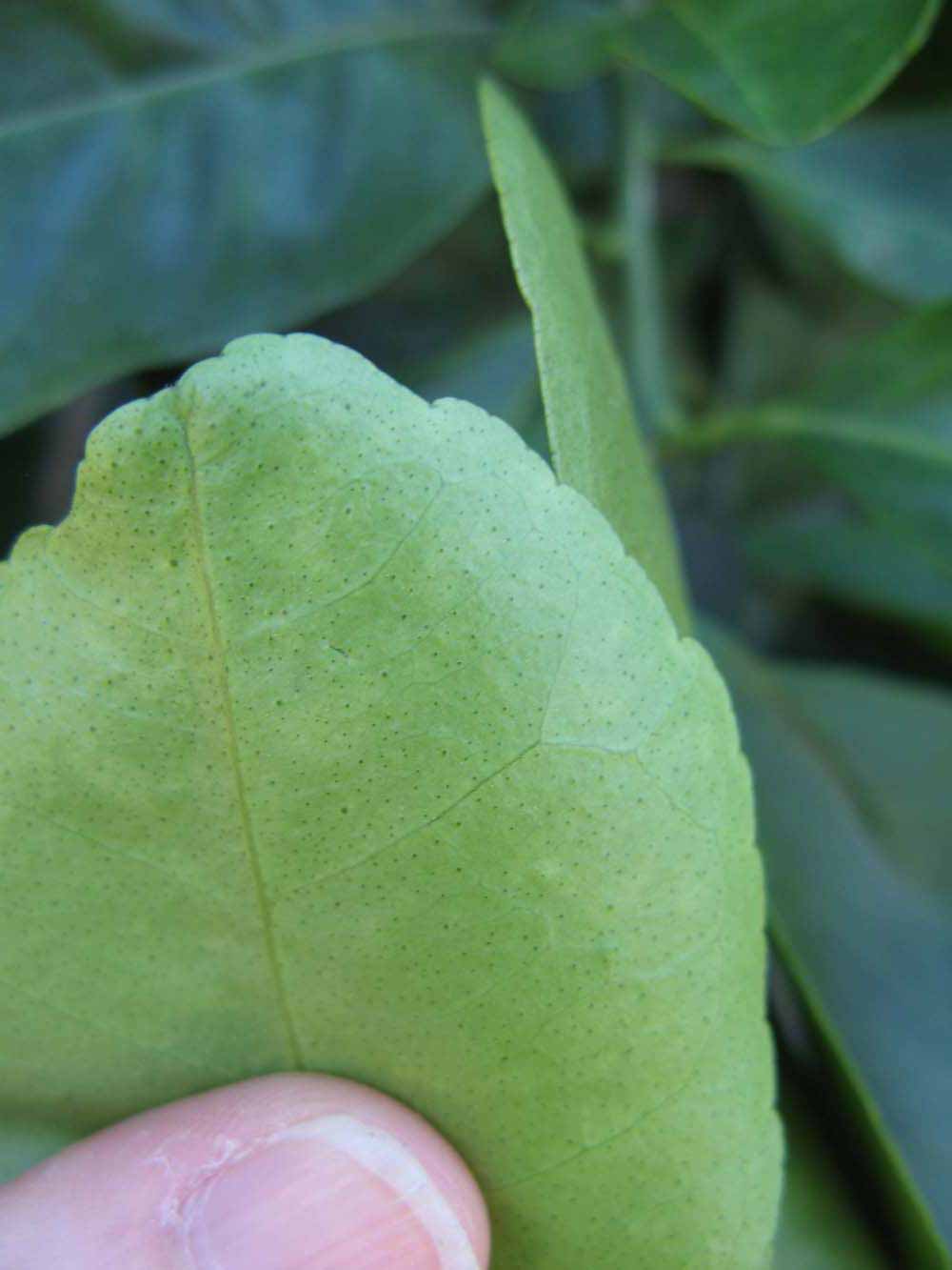              Margin (Winter Haven, FL)       